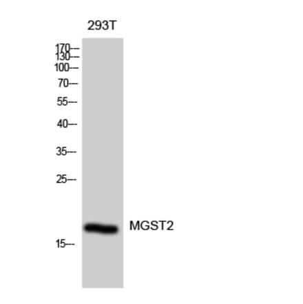 Western blot - MGST2 Polyclonal Antibody from Signalway Antibody (41143) - Antibodies.com