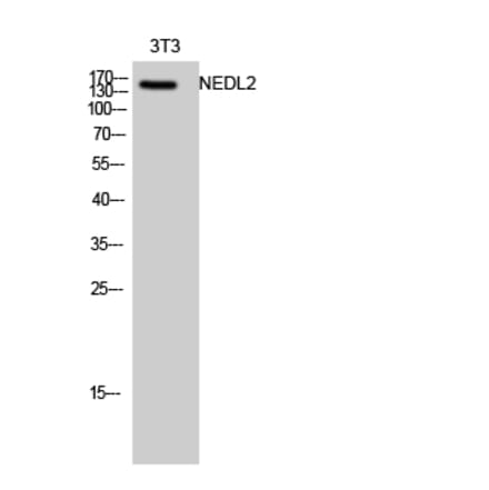 Western blot - NEDL2 Polyclonal Antibody from Signalway Antibody (41210) - Antibodies.com