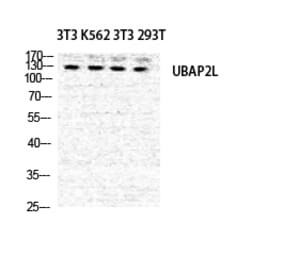 Western blot - NICE4 Polyclonal Antibody from Signalway Antibody (41241) - Antibodies.com