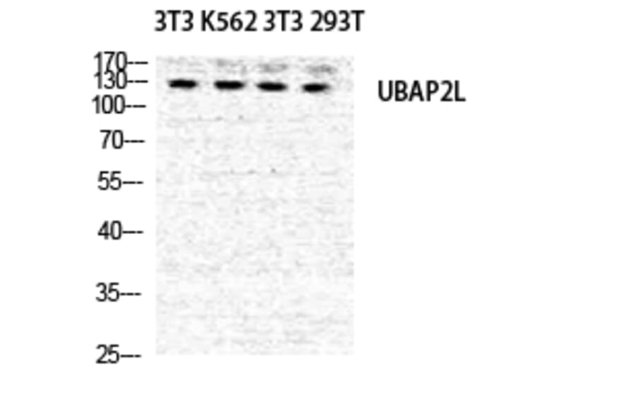 Western blot - NICE4 Polyclonal Antibody from Signalway Antibody (41241) - Antibodies.com