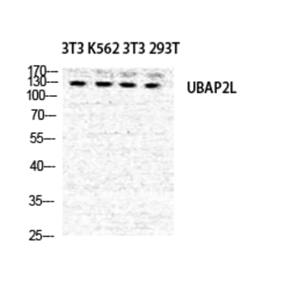 Western blot - NICE4 Polyclonal Antibody from Signalway Antibody (41241) - Antibodies.com