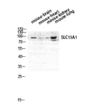 Western blot - PEPT1 Polyclonal Antibody from Signalway Antibody (41331) - Antibodies.com