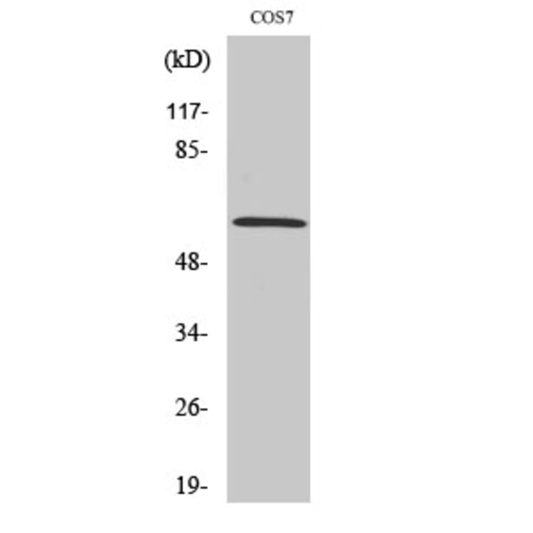 Western blot - PIASx Polyclonal Antibody from Signalway Antibody (41343) - Antibodies.com