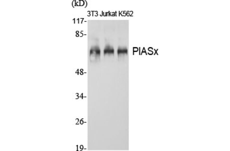 Western blot - PIASx Polyclonal Antibody from Signalway Antibody (41343) - Antibodies.com