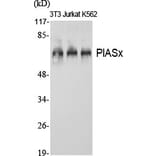 Western blot - PIASx Polyclonal Antibody from Signalway Antibody (41343) - Antibodies.com