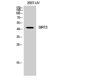 Western blot - SIRT2 Polyclonal Antibody from Signalway Antibody (41437) - Antibodies.com