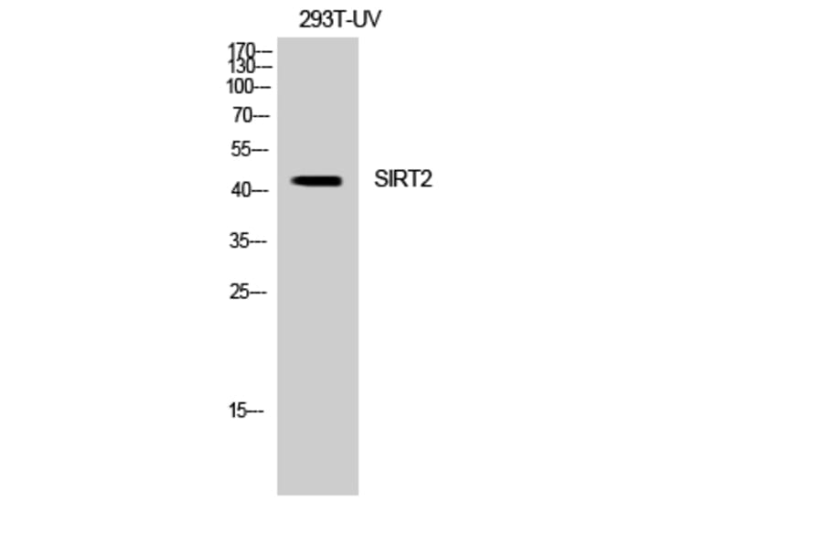 Western blot - SIRT2 Polyclonal Antibody from Signalway Antibody (41437) - Antibodies.com