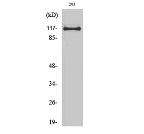 Western blot - USP38 Polyclonal Antibody from Signalway Antibody (41525) - Antibodies.com