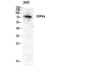 Western blot - USP44 Polyclonal Antibody from Signalway Antibody (41526) - Antibodies.com