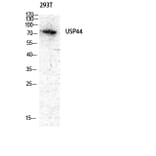 Western blot - USP44 Polyclonal Antibody from Signalway Antibody (41526) - Antibodies.com