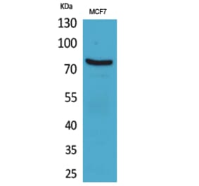 Western blot - CD66e Polyclonal Antibody from Signalway Antibody (41581) - Antibodies.com
