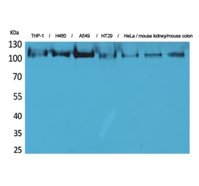 Western blot - cPLA2 Polyclonal Antibody from Signalway Antibody (41585) - Antibodies.com