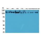 Western blot - cPLA2 Polyclonal Antibody from Signalway Antibody (41585) - Antibodies.com