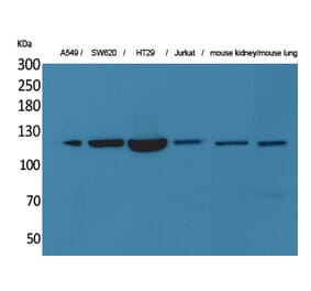 Western blot - CD133 Polyclonal Antibody from Signalway Antibody (41601) - Antibodies.com