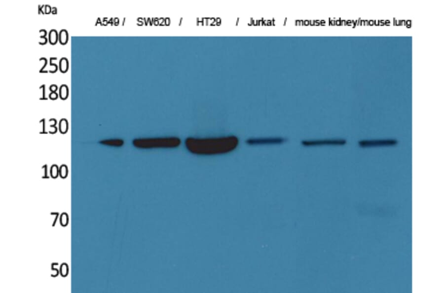 Western blot - CD133 Polyclonal Antibody from Signalway Antibody (41601) - Antibodies.com