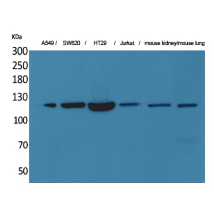 Western blot - CD133 Polyclonal Antibody from Signalway Antibody (41601) - Antibodies.com