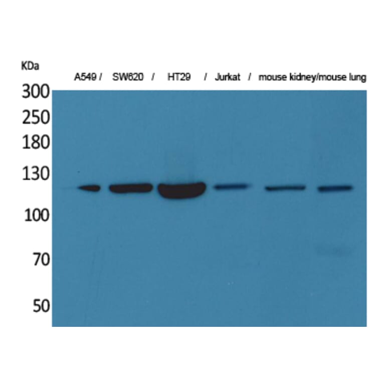 Western blot - CD133 Polyclonal Antibody from Signalway Antibody (41601) - Antibodies.com
