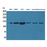 Western blot - CD133 Polyclonal Antibody from Signalway Antibody (41601) - Antibodies.com