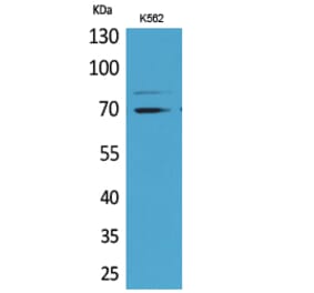 Western blot - Keap1 Polyclonal Antibody from Signalway Antibody (41626) - Antibodies.com