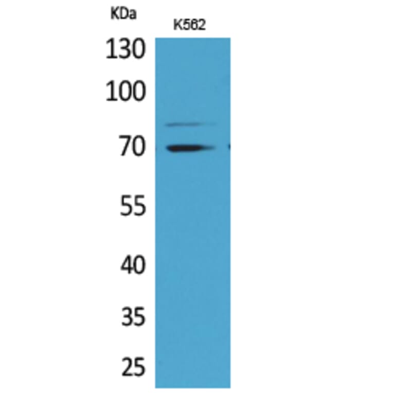 Western blot - Keap1 Polyclonal Antibody from Signalway Antibody (41626) - Antibodies.com