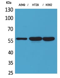 Western Blot analysis of A549 HT29 K562 cells using ERp57 Polyclonal Antibody