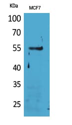 Western Blot analysis of MCF7 cells using CD85g Polyclonal Antibody