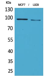 Western Blot analysis of MCF7 L929 cells using CD100 Polyclonal Antibody