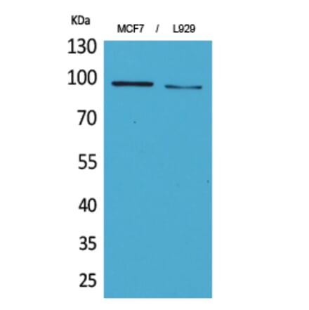 Western blot - CD100 Polyclonal Antibody from Signalway Antibody (41666) - Antibodies.com