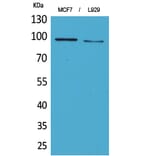 Western blot - CD100 Polyclonal Antibody from Signalway Antibody (41666) - Antibodies.com