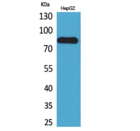 Western blot - CD248 Polyclonal Antibody from Signalway Antibody (41674) - Antibodies.com