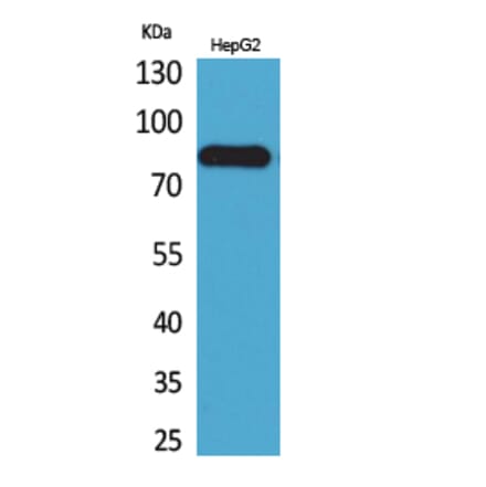 Western blot - CD248 Polyclonal Antibody from Signalway Antibody (41674) - Antibodies.com