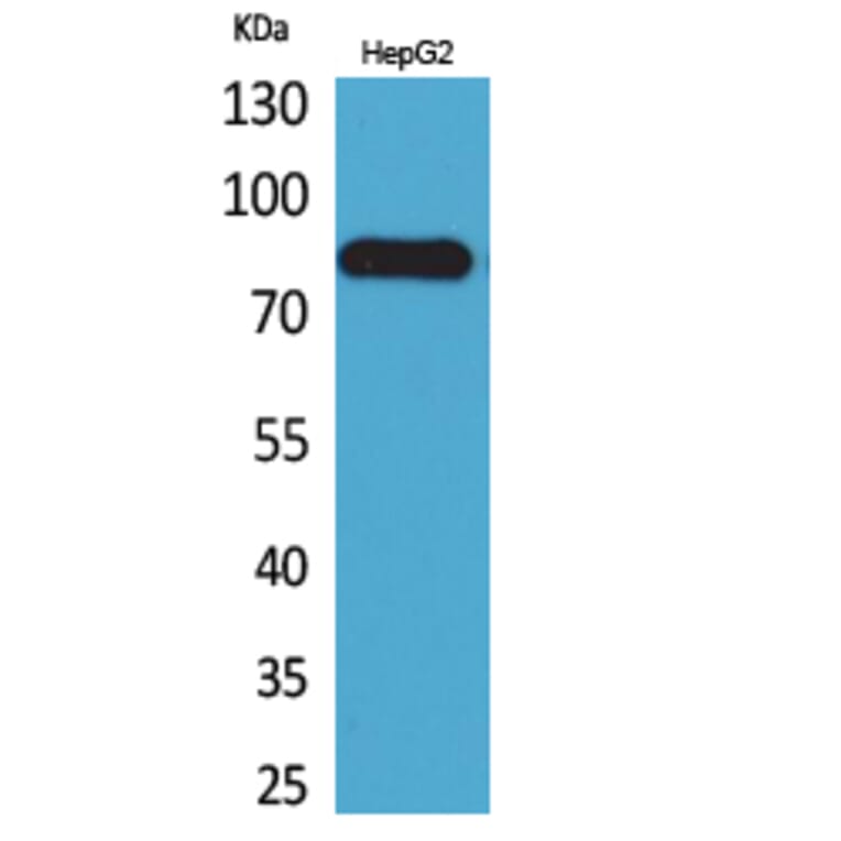 Western blot - CD248 Polyclonal Antibody from Signalway Antibody (41674) - Antibodies.com