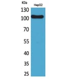 Western blot - CD307 Polyclonal Antibody from Signalway Antibody (41675) - Antibodies.com