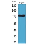 Western blot - CD229 Polyclonal Antibody from Signalway Antibody (41678) - Antibodies.com