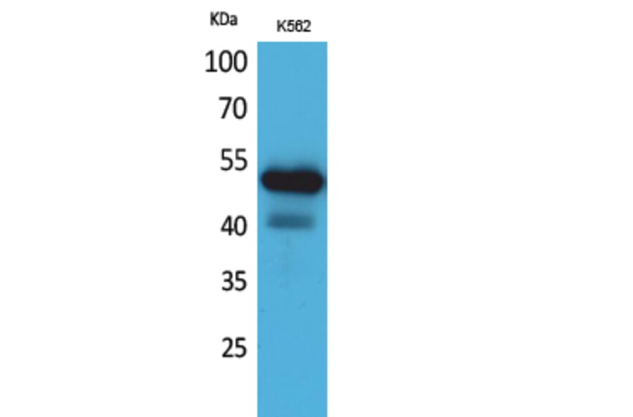 Western blot - CD328 Polyclonal Antibody from Signalway Antibody (41687) - Antibodies.com