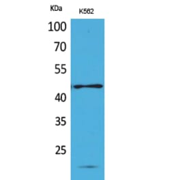 Western blot - CD241 Polyclonal Antibody from Signalway Antibody (41690) - Antibodies.com