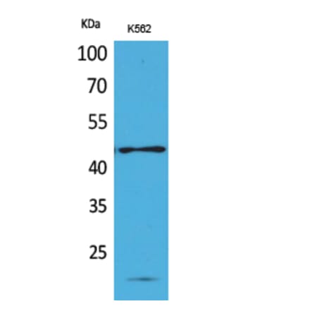 Western blot - CD241 Polyclonal Antibody from Signalway Antibody (41690) - Antibodies.com