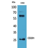 Western blot - CD201 Polyclonal Antibody from Signalway Antibody (41693) - Antibodies.com