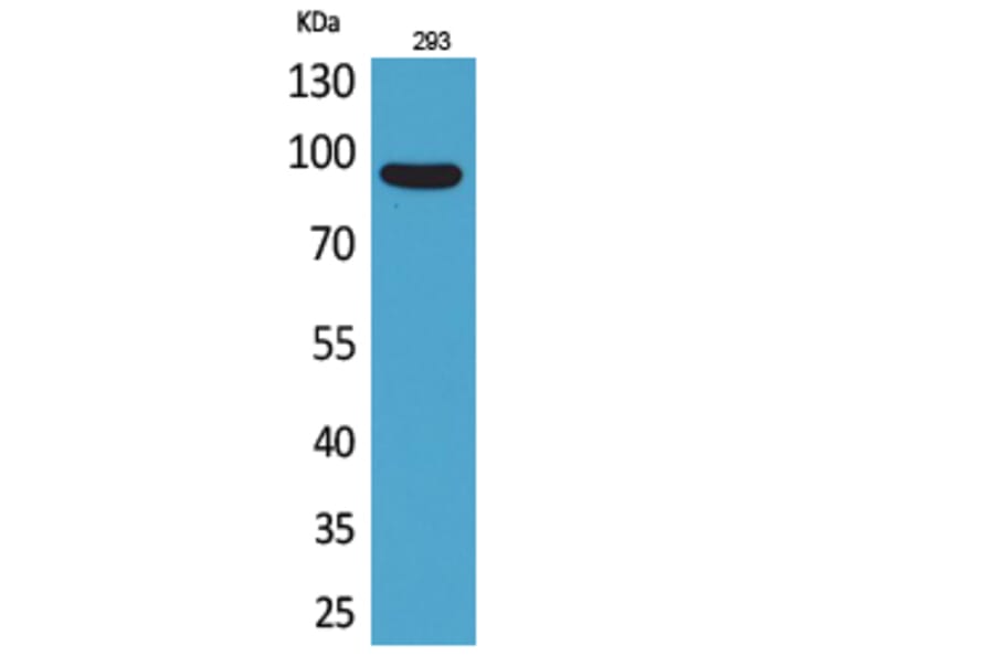 Western blot - CDCP1 Polyclonal Antibody from Signalway Antibody (41697) - Antibodies.com