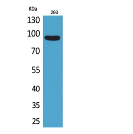 Western blot - CDCP1 Polyclonal Antibody from Signalway Antibody (41697) - Antibodies.com