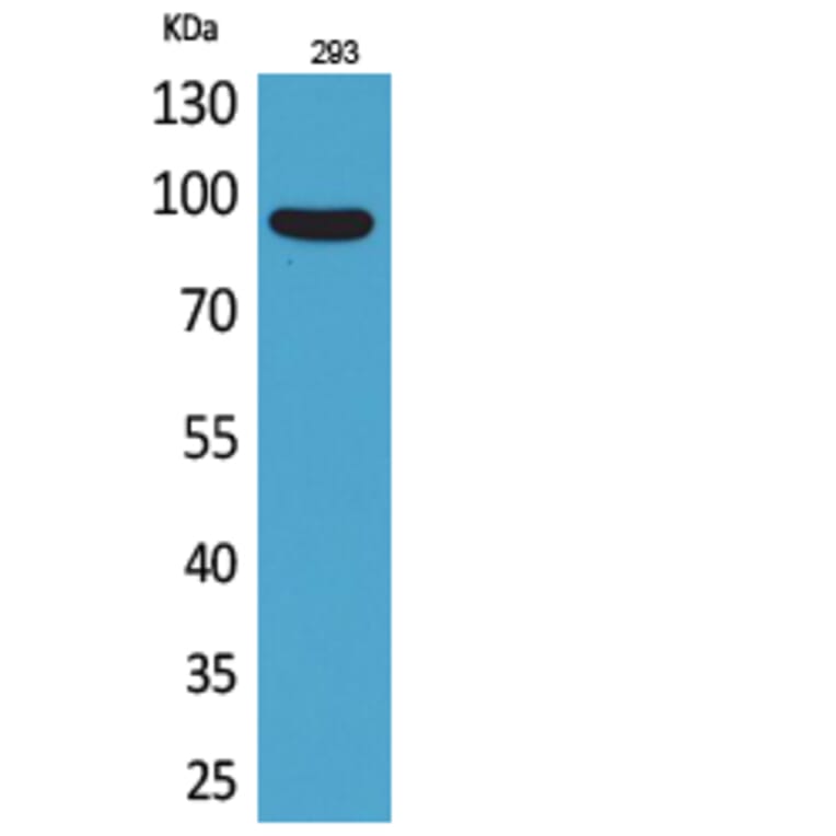 Western blot - CDCP1 Polyclonal Antibody from Signalway Antibody (41697) - Antibodies.com