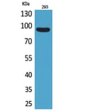 Western blot - CDCP1 Polyclonal Antibody from Signalway Antibody (41697) - Antibodies.com