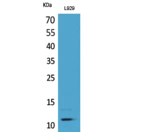 Western blot - MCP-2 Polyclonal Antibody from Signalway Antibody (41699) - Antibodies.com