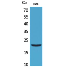Western blot - IL-29 Polyclonal Antibody from Signalway Antibody (41703) - Antibodies.com