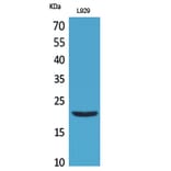 Western blot - IL-29 Polyclonal Antibody from Signalway Antibody (41703) - Antibodies.com