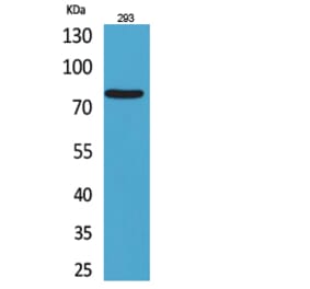 Western blot - Bcl-6 Polyclonal Antibody from Signalway Antibody (41713) - Antibodies.com