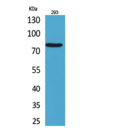 Western blot - Bcl-6 Polyclonal Antibody from Signalway Antibody (41713) - Antibodies.com