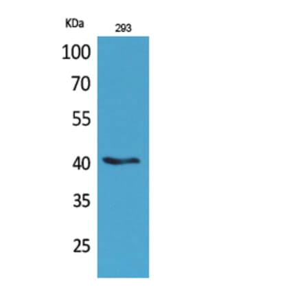 Western blot - Pax-5 Polyclonal Antibody from Signalway Antibody (41714) - Antibodies.com