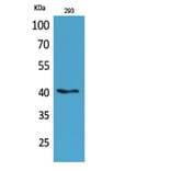 Western blot - Pax-5 Polyclonal Antibody from Signalway Antibody (41714) - Antibodies.com