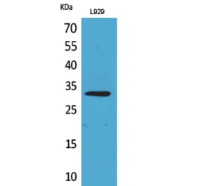 Western blot - KLF13 Polyclonal Antibody from Signalway Antibody (41724) - Antibodies.com